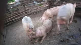 Part 1 mating in pigs [upl. by Warren]