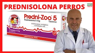 🟢 PREDNISONA O PREDNISOLONA Corticoides para que es en PERROS 🟢 Tratamiento de Alergias en Perros [upl. by Licastro]