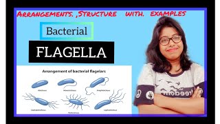 Bacterial Flagella Arrangements Types Bacterial anatomy Part 3 Microbiology [upl. by Akenet]