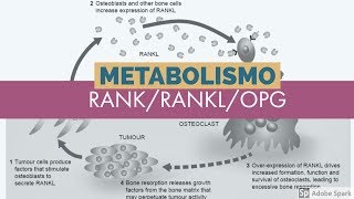 Metabolismo del calcio Sistema RANKRANKlOPG 5 de 5 [upl. by Lartnom]