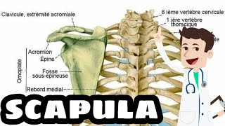 COURS DANATOMIE LA SCAPULA OMOPLATE [upl. by Morton899]