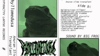 Phyllomedusa  Anuran Slime Transplant Full Tape [upl. by Aihsyak326]