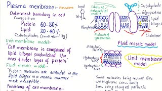 plasma membrane structure and function  class 11 [upl. by Salvadore]