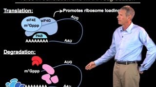 Regulation of mRNA degradation  Roy Parker BoulderHHMI [upl. by Katharyn]