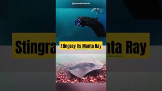 Beware Stingray vs Manta Ray  What You Need to Know [upl. by Doowle]