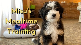 11 Week Old Mini Bernedoodle Puppys Training During Mealtime [upl. by Barnebas627]