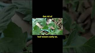 How I get rid of Leaf Miners [upl. by Ethbin]