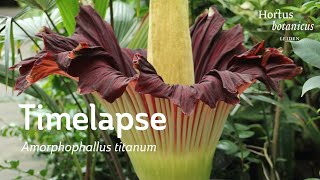 Timelapse Amorphophallus titanum Penisplant  Hortus botanicus Leiden [upl. by Maitilde]