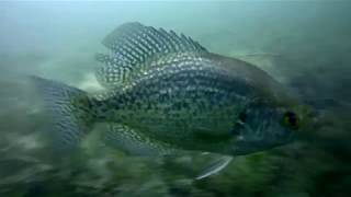 Scuba Diving in Upper Nemahbin Lake  Oconomowoc  Wisconsin [upl. by Atteoj]