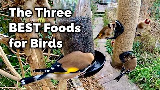 The BEST Food for Attracting Birds to Your Garden [upl. by Perrie206]