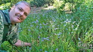 Sisyrinchium bellum Blueeyed Grass with the prettiest wink ever N Amer West coast variety [upl. by Leunamesoj]