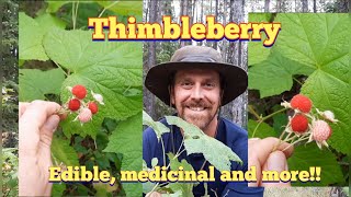 Thimbleberry  Identification and Description [upl. by Bruce]