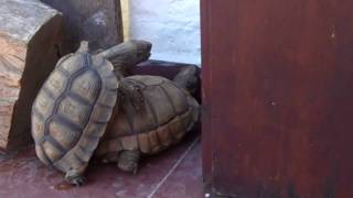 Amor de tortugas con sonido Tortoise love [upl. by Nikolas]