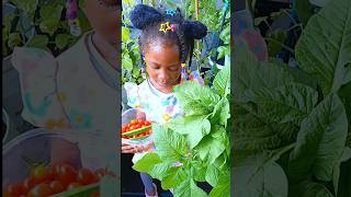 Harvesting Okra tomatoes and Callaloo Come with me [upl. by Rigdon930]