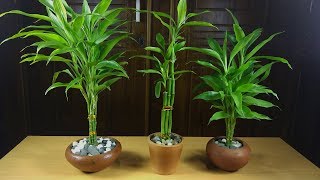 Easiest Way to Grow Lucky Bamboo  How to Propagate Lucky Bamboo [upl. by Alliehs]