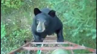 How Canadians scare off bears [upl. by Annabelle]