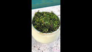 Growing Moss l Making My Own Moss Garden [upl. by Katya749]