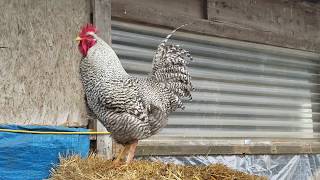 Barred Rock Rooster Crow [upl. by Brent]