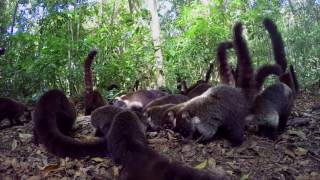 Coati Group Therapy [upl. by Adnawat]