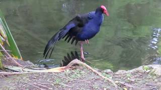 Pukeko New Zealands native bird [upl. by Yusem745]