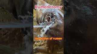 Impaction of rumen l Rumenotomy l Dr Umar Khan [upl. by Nnyluqcaj]