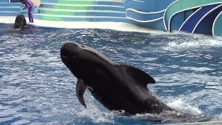 Dolphin Days Full Show at SeaWorld San Diego 102616 [upl. by Randa]