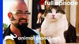 Cat and Dog at War Learn To Get Along  My Cat From Hell Full Episode [upl. by Elram]