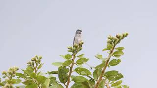 Patativa  Plumbeous Seedeater  Sporophila plumbea [upl. by Mariann]