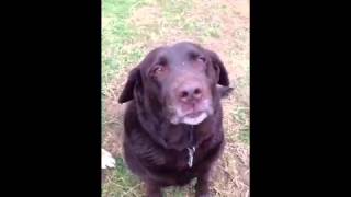 Available Dogs at Mending Hearts Animal Rescue [upl. by Rraval383]