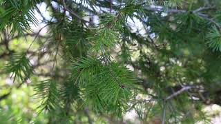 Douglas fir Pseudotsuga menziesii  Plant Identification [upl. by Gardiner]