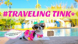 TravelingTink  Tinkerbelle the Dog visits the Loews Royal Pacific Resort Orlando Florida [upl. by Dnomrej60]