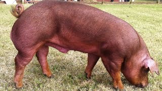 Duroc Pigs  WellMuscled Calm Temperament [upl. by Ahsemat]