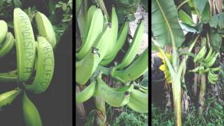 Sedulus Plantain Farming Plantain Processing [upl. by Ahsiela]