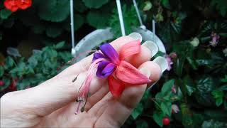 How to grow fuchsia plants indoors [upl. by Venable242]