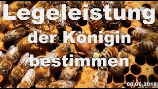 imkern 2019 Nr 4 theoretische Ermittlung der Legeleistung einer Bienenkönigin [upl. by Merl]