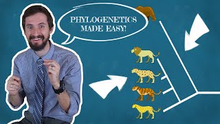 Clint Explains Phylogenetics  There are a million wrong ways to read a phylogenetic tree [upl. by Anatniuq]