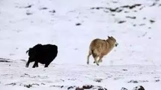 Top 10 Tibetan Mastiff Fend Off Wolf Caught On Camera  Wolf vs Dog [upl. by Mimajneb243]