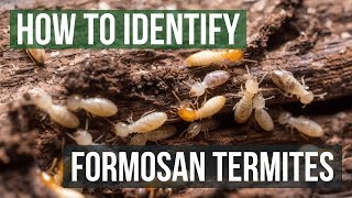 How to Identify Formosan Termites [upl. by Darin811]