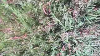 EatTheWeeds Episode 74 Glasswort Salicornia Samphire [upl. by Eifos942]