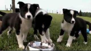 Dogs 101 Karelian Bear Dog [upl. by Brig33]