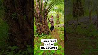 Harga Sawit Hari Ini palmoil sawit panen hargasawit hargasawithariini [upl. by Pacificia]