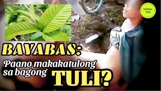 Dahon ng Bayabas I Panlanggas sa bagong tuli I Herbaltips101 [upl. by Hakilam]