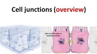 cell junction overview [upl. by Cindra807]