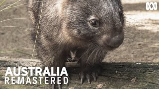 Dont get between a wombat and its lunch  Australia Remastered [upl. by Ornstead]