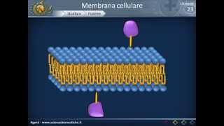 Membrana cellulare  Struttura [upl. by Alhak109]