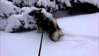 Norwegian Elkhound  Viking dog  Dyrehund [upl. by Nomyar]