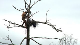 Great Blue Heron Cam Behind the Scenes [upl. by Akineg]