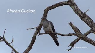 African Cuckoo call [upl. by Arman]