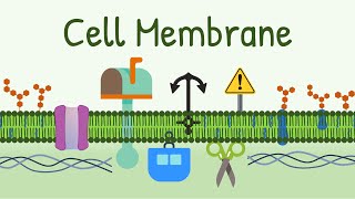 Cell Membrane Structure amp Functions  Membrane Lipids Membrane Proteins and Carbohydrates [upl. by Ahsika934]