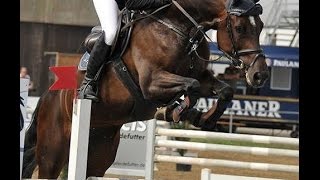 wwwsporthorsesonlinecom 2008 Holsteiner top jumping mare 135 cm level sold [upl. by Caffrey]